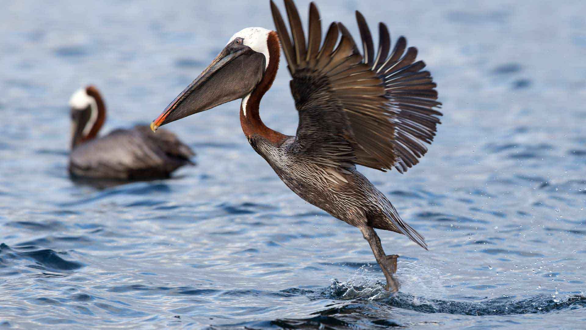 Bahía Urbina | Pelica | Galapagos Islands