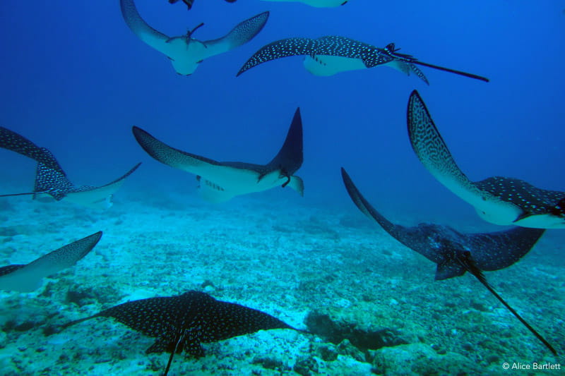 Bahía Elizabeth | Rays | Galapagos Islands