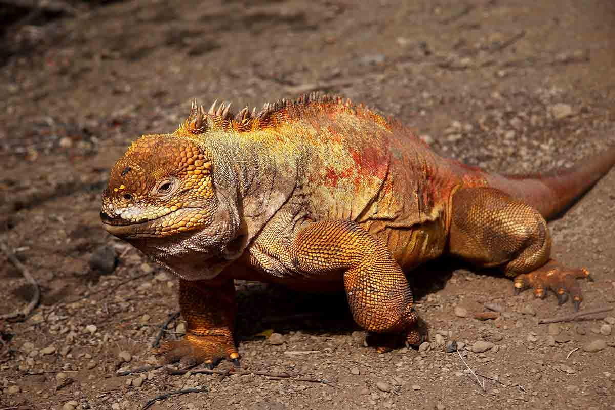 Bahía Urbina | Land iguana | Galapagos Islands